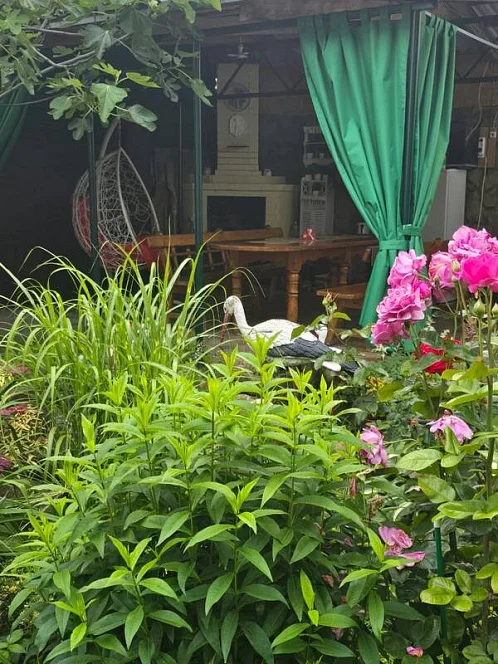 "Солнечный" гостевой дом, Новомихайловский Фото: 15 из 51