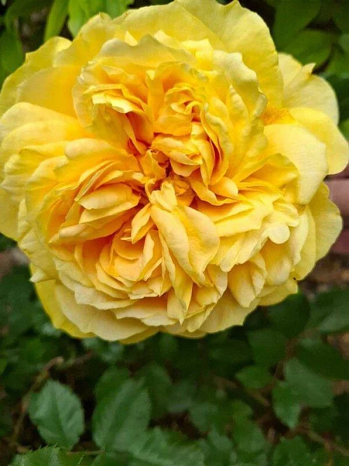 "Отдых у Светланы" частный сектор, Геленджик Фото: 38 из 38