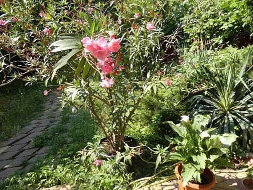 "Елена" частный сектор, Геленджик Фото: 12 из 43