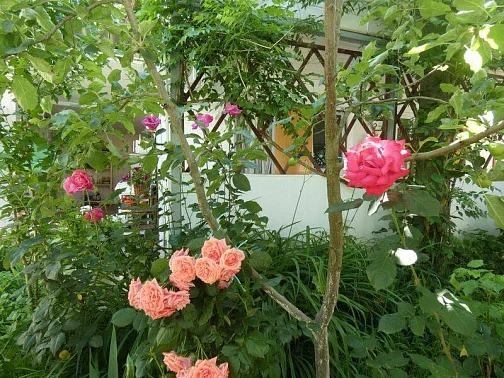 "Гостевые Домики У Светланы Зеленый Дворик" частный сектор, Сукко Фото: 11 из 34