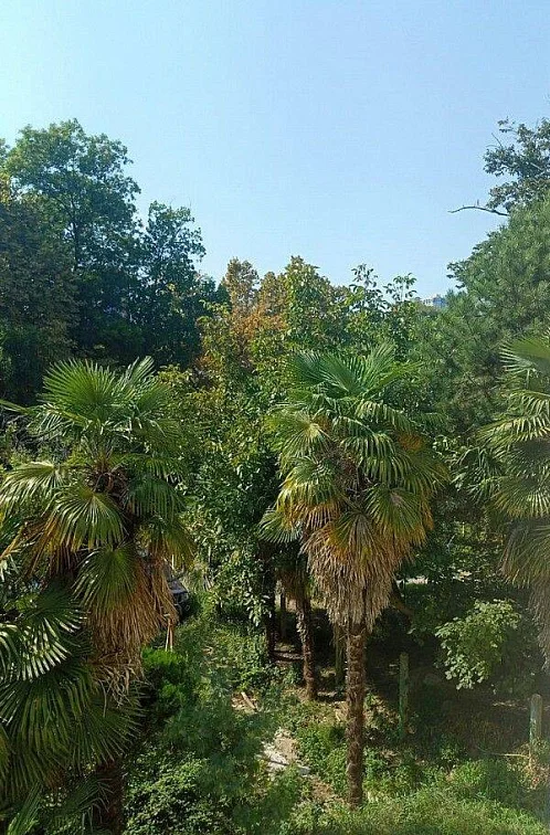 1-комнатная квартира Курортный 78 кв 2, Сочи Фото: 16 из 17