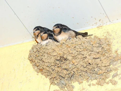 "Зеленый дворик Гульсум" гостевой дом, Морское Фото: 17 из 52