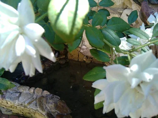 "Ани" гостевой дом, Джемете Фото: 6 из 10