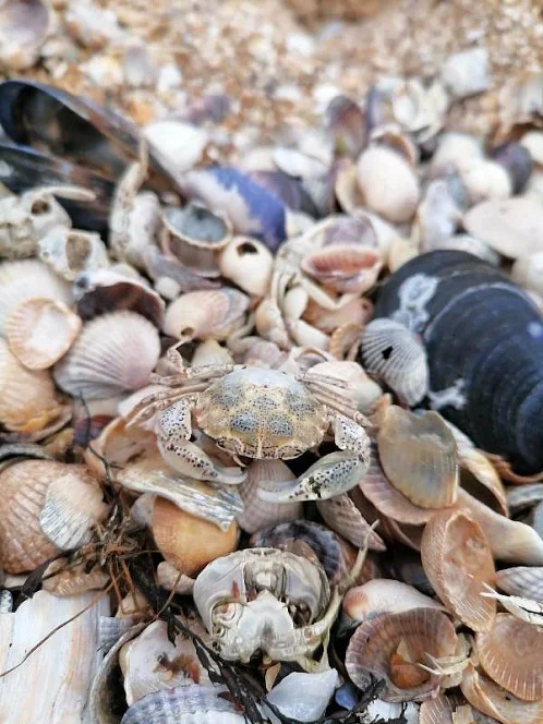 "Морской причал" частный сектор, Должанская Фото: 41 из 43