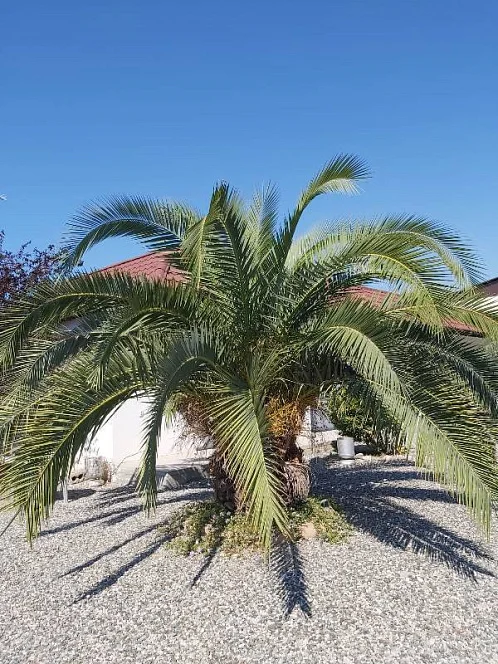 "У Оганеса" гостевой дом, Алахадзы Фото: 8 из 39