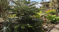 "Светлана" гостевой дом, Гагра