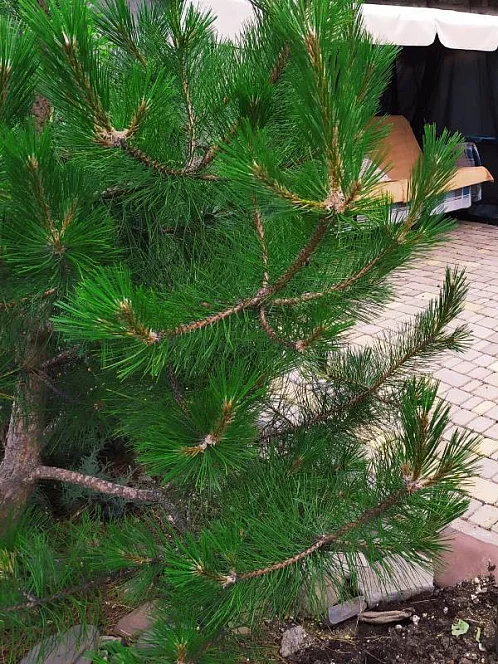 1-комнатный дом под-ключ Гагарина 44, Крым Фото: 7 из 19