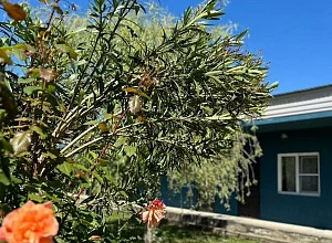 "Guest House Todua" гостевой дом Цандрипш