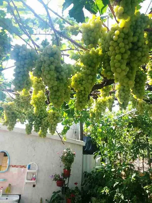 "Дома у Лилии" частное домовладение, Морское Фото: 27 из 50