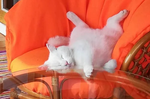 Дом под-ключ Фото: 11 из 10