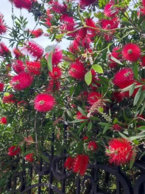 "Карина" гостевой дом, Адлер Фото: 26 из 51