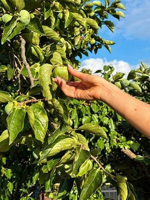 "Родные места" база отдыха, Асечкуа Фото: 15 из 47