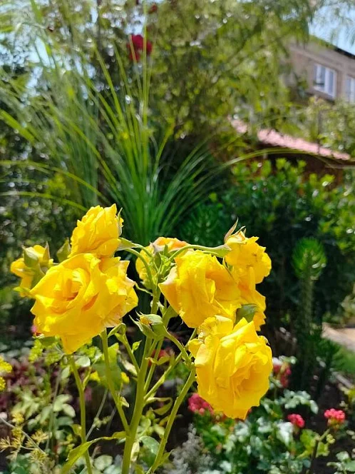 "Нектарин" частный сектор, Саки Фото: 10 из 33