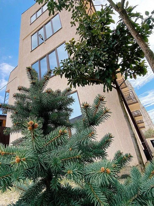 "A-More" мини-гостиница, Гагра Фото: 7 из 51