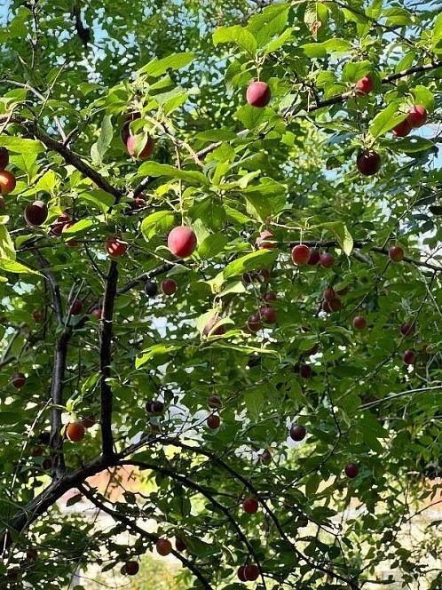 "Люкс" частный сектор, Дивноморское Фото: 6 из 47