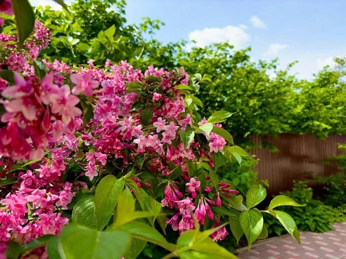 "Витта" гостевой дом, Архипо-Осиповка Фото: 18 из 51