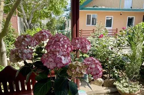 "Фортуна" гостевой дом, Феодосия Фото: 6 из 49