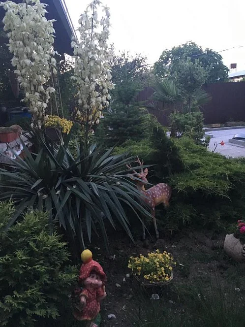 "У Камо" гостевой дом, Гечрипш Фото: 2 из 4