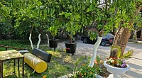 "Камелия" гостевой дом, Пицунда