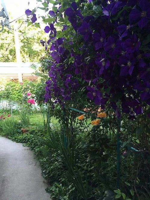 "Гостевые Домики У Светланы Зеленый Дворик" частный сектор, Сукко Фото: 2 из 34