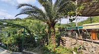 "Мальвина" частный сектор, Пицунда