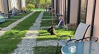 "Gelios" гостевой дом, Гагра