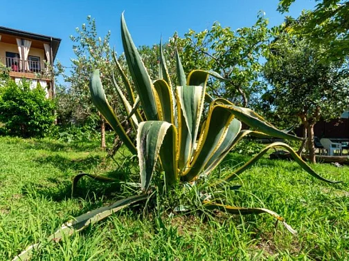 "Мэри" гостиница, Новый Афон Фото: 12 из 51