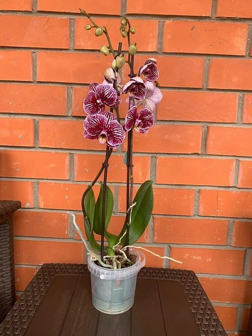 "Орхидея" частное домовладение, Лазаревское Фото: 30 из 31