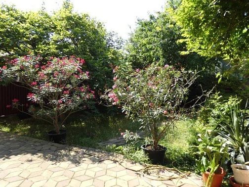 "Елена" частный сектор, Геленджик Фото: 11 из 43