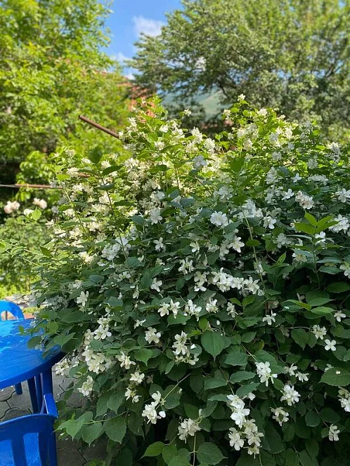 Частный сектор Маячная 37, Геленджик Фото: 11 из 42