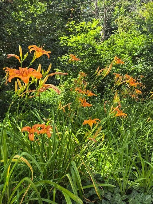 "Олимп" база отдыха, Бжид Фото: 11 из 35