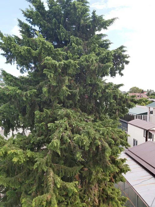 Частный сектор Говорова 9, Лазаревское Фото: 15 из 15