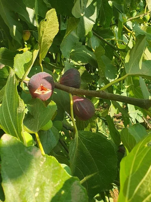 4х-комнатный дом под-ключ Уютная 122, Заозерное Фото: 4 из 11